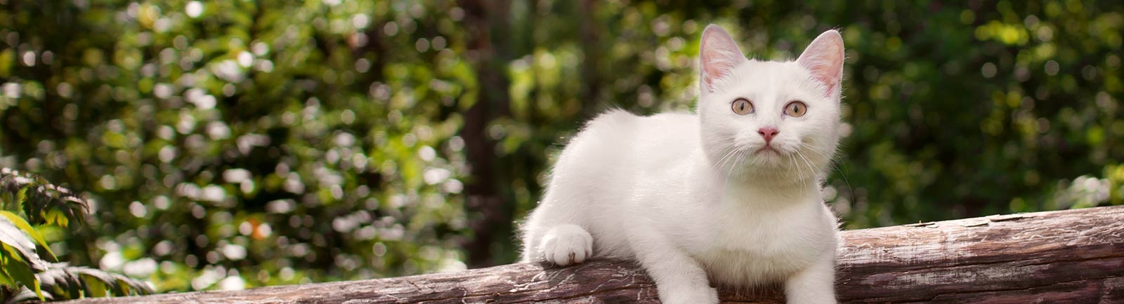 Deer Park Animal Hospital Deer Park Animal Hospital