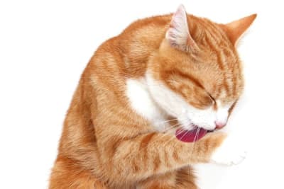 Why Cats Overgroom & How You Can Stop It Why Cats Overgroom & How You Can Stop It