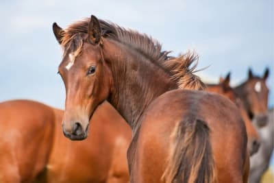 Rehabilitation and Recovery for Sport Horses: Getting Back in the Game Rehabilitation and Recovery for Sport Horses: Getting Back in the Game