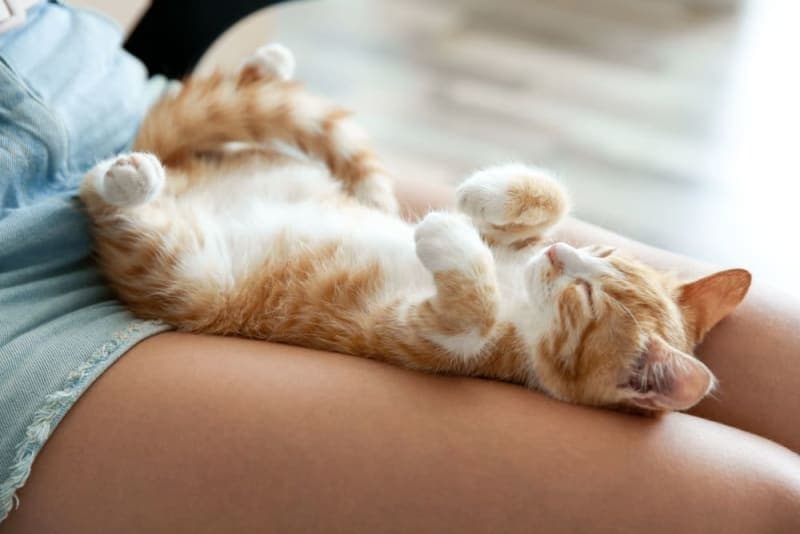 Newborn Kittens: When do Newborn Kittens Open Their Eyes? Newborn Kittens: When do Newborn Kittens Open Their Eyes?