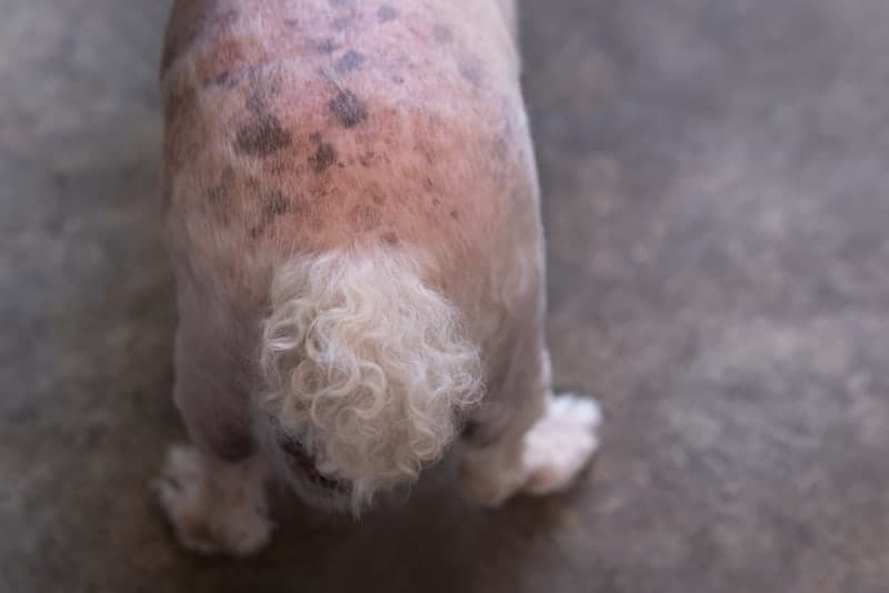 Hyperpigmentation in Dogs Hyperpigmentation in Dogs