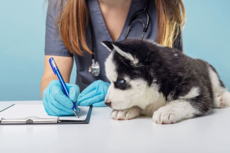 Puppy Vaccination Schedule Puppy Vaccination Schedule
