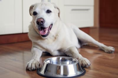 Best Dog Food for Senior Dogs Best Dog Food for Senior Dogs