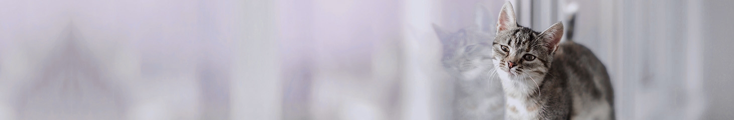 Pets on Broadway Animal Hospital Pets on Broadway Animal Hospital