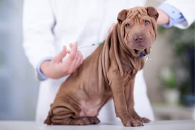 Dog Behavior Changes After Vaccination Dog Behavior Changes After Vaccination