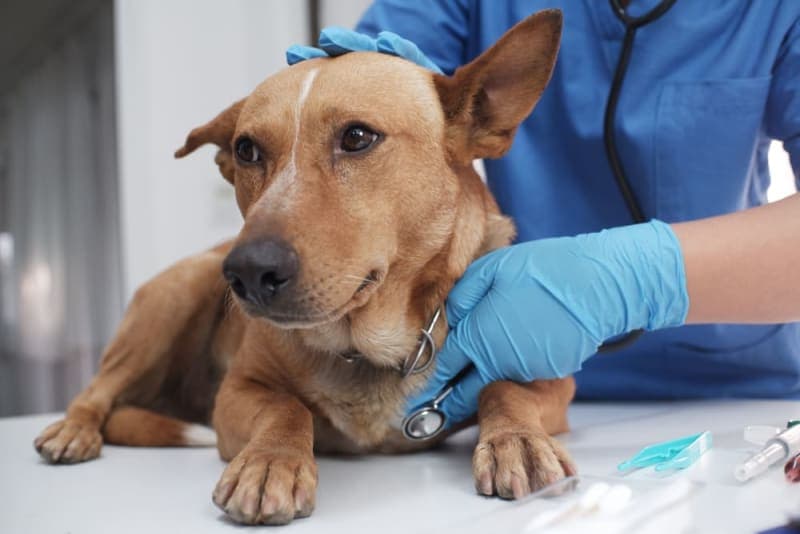 Laryngeal Paralysis in Dogs Laryngeal Paralysis in Dogs