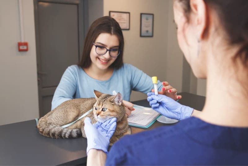 Why Does My Pet Need a Urinalysis? Why Does My Pet Need a Urinalysis?