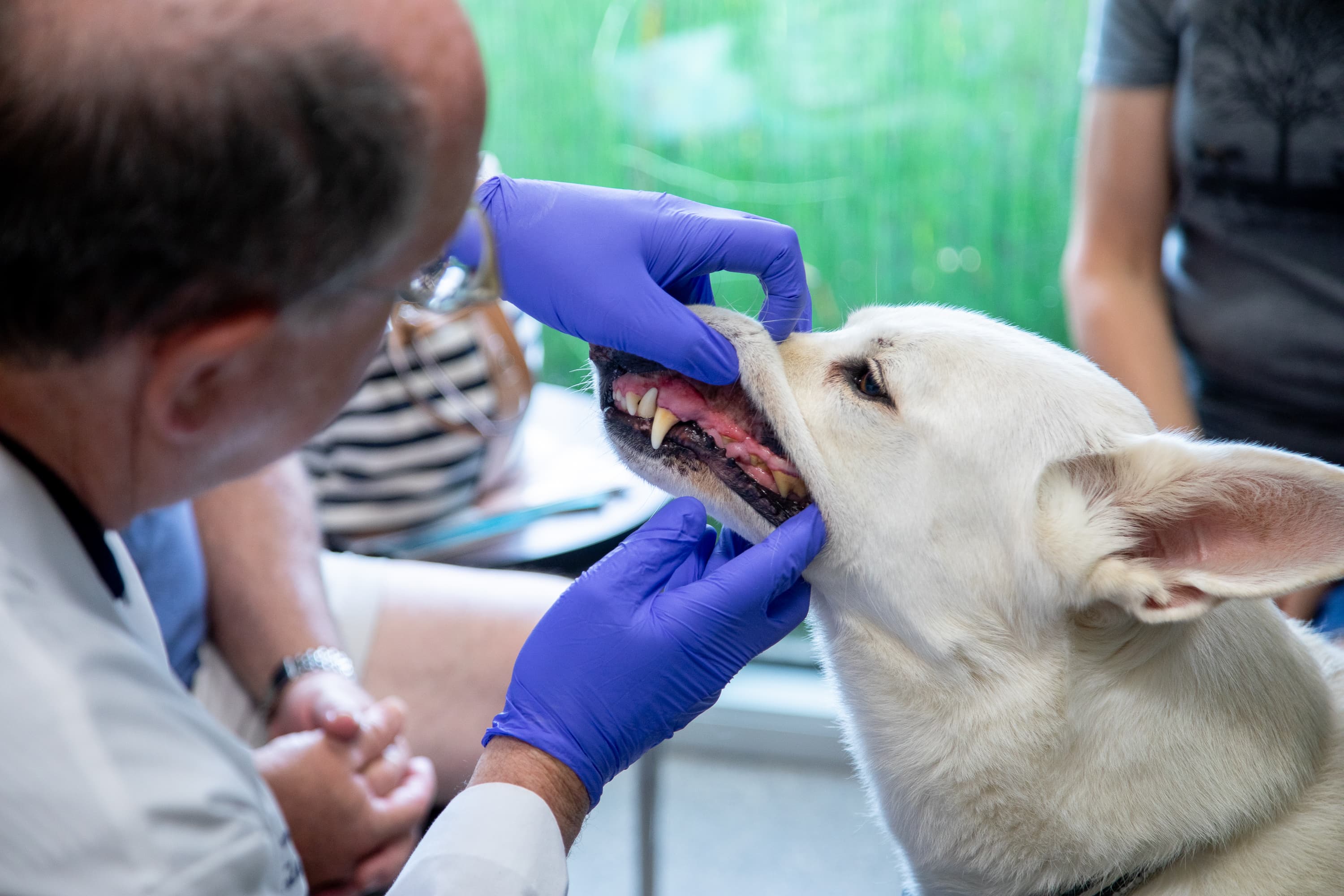 Dental Care Dental Care