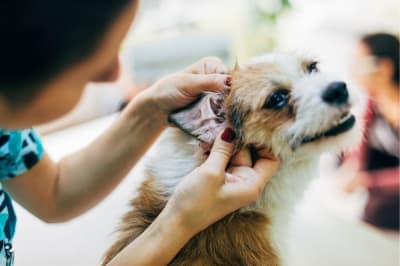 Why is my dog's ear bleeding? Why is my dog's ear bleeding?