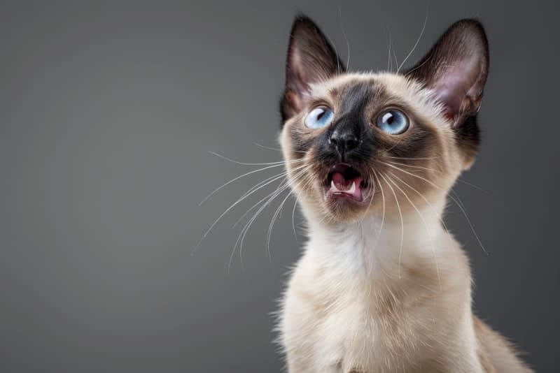 Why does my cat's breath smell bad? Why does my cat's breath smell bad?