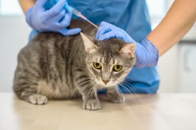 New Kitten's First Vet Visit Checklist: What to Expect New Kitten's First Vet Visit Checklist: What to Expect