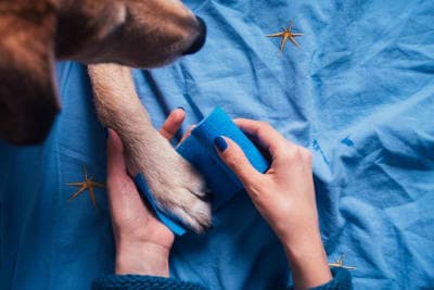 Dog Wound Care: Complete Guide Dog Wound Care: Complete Guide