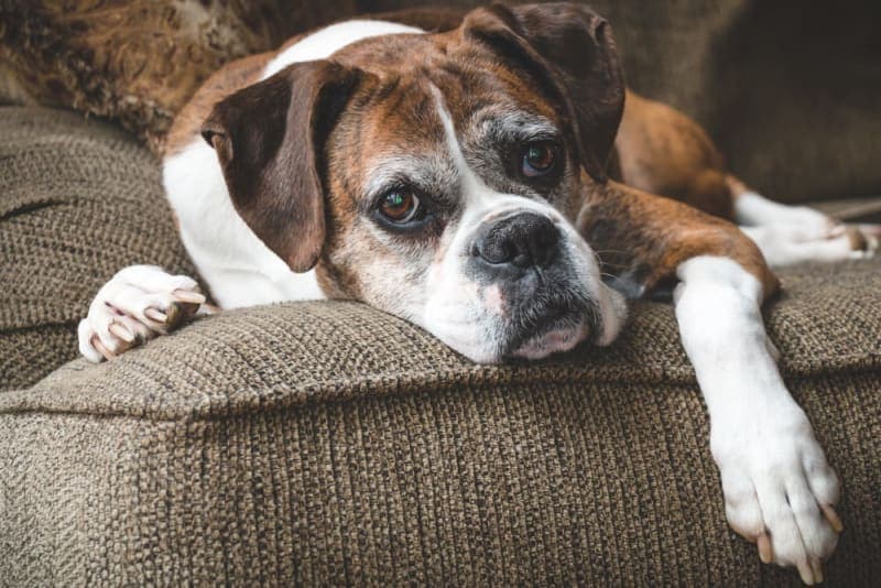 Osteoarthritis in Dogs: Causes, Symptoms & Treatment Osteoarthritis in Dogs: Causes, Symptoms & Treatment