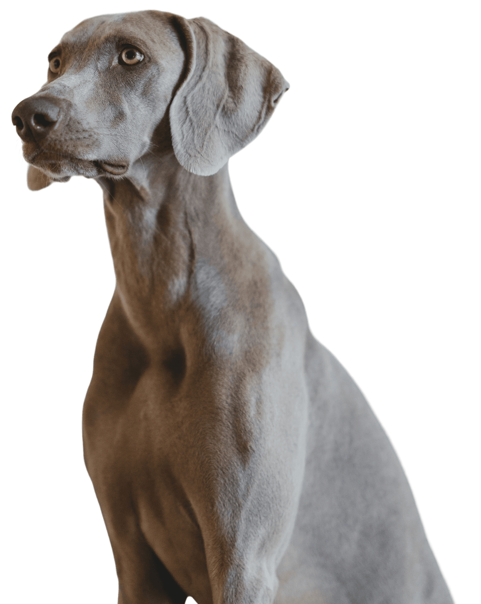 Great Dane Dog Great Dane Dog