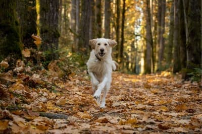 Why is playtime vital for dogs? Why is playtime vital for dogs?