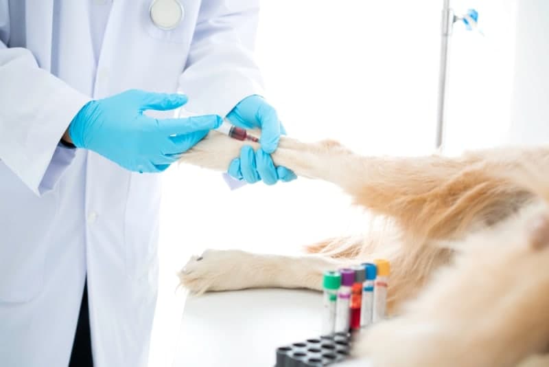 Understanding Blood Tests for Dogs Understanding Blood Tests for Dogs