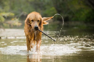 Preventing Leptospirosis Preventing Leptospirosis