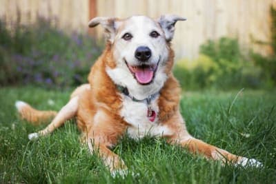 Weight Loss in Older Dogs: When to Worry Weight Loss in Older Dogs: When to Worry
