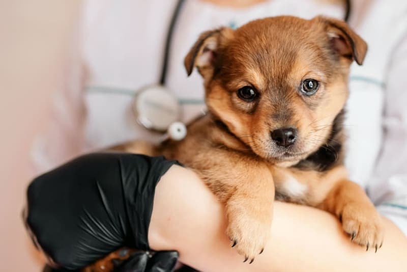 Dog Parvovirus Dog Parvovirus