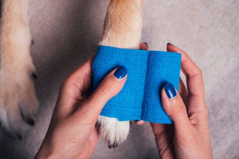 What do I do if my dog has cut their paw pad? What do I do if my dog has cut their paw pad?