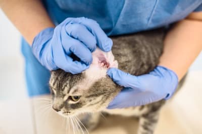 Ear Infections in Cats Ear Infections in Cats