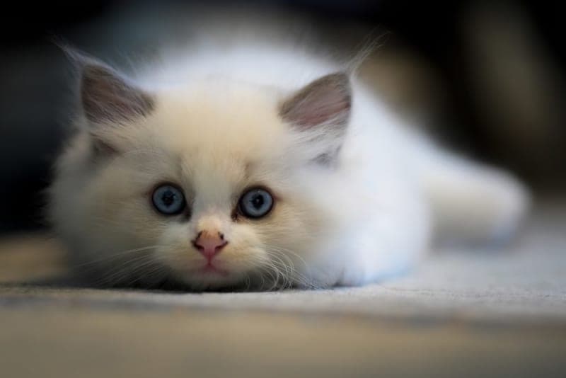 Should I get my cat microchipped? Should I get my cat microchipped?