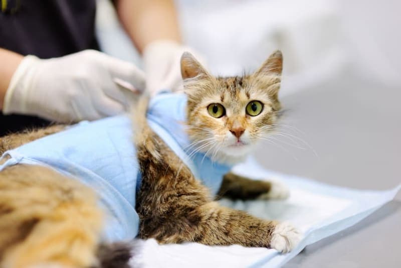 PU Surgery in Cats and Recovery Process PU Surgery in Cats and Recovery Process