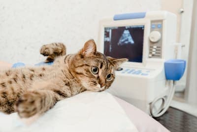 Diagnostic imaging for your dog or cat: CT Scans, X-Rays and More Diagnostic imaging for your dog or cat: CT Scans, X-Rays and More