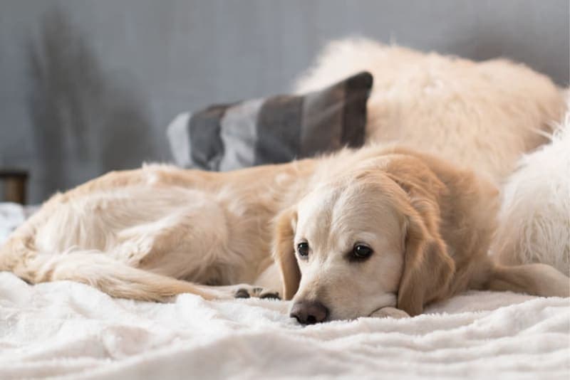 Joint Pain in Dogs - Signs, Causes & Treatment Joint Pain in Dogs - Signs, Causes & Treatment
