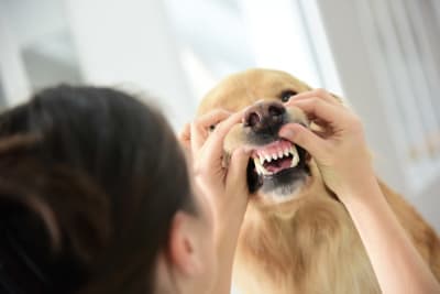 Dog Tooth Extraction: What to Expect Dog Tooth Extraction: What to Expect