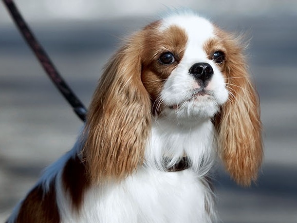 Welcome to Mountainaire Animal Clinic in Rock Springs! About Us Hero Image Welcome to Mountainaire Animal Clinic in Rock Springs! About Us Hero Image