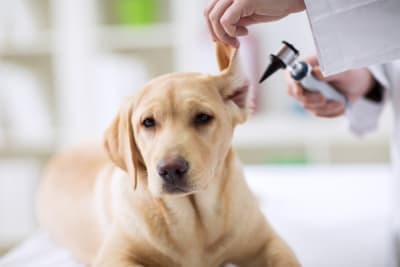Ear Bleeding in Dogs: Causes & Treatment Ear Bleeding in Dogs: Causes & Treatment