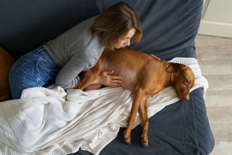 Dog Behavior Change After Vaccination Dog Behavior Change After Vaccination