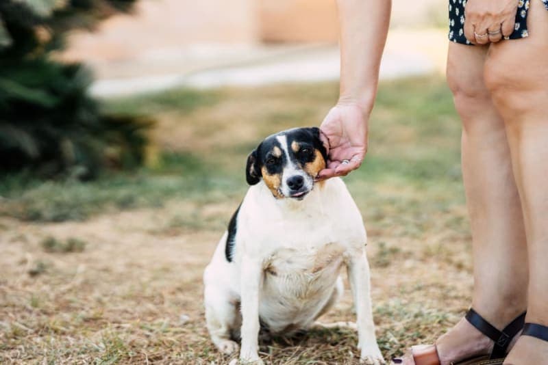 Is Your Dog Overweight? Signs, Symptoms & What to Do Is Your Dog Overweight? Signs, Symptoms & What to Do