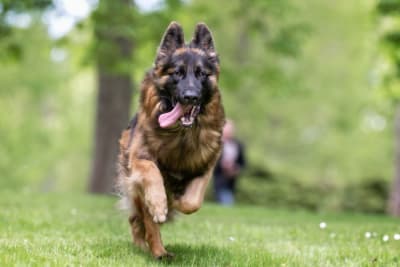 Cranial Cruciate Ligament (CCL) Surgery for Dogs Cranial Cruciate Ligament (CCL) Surgery for Dogs