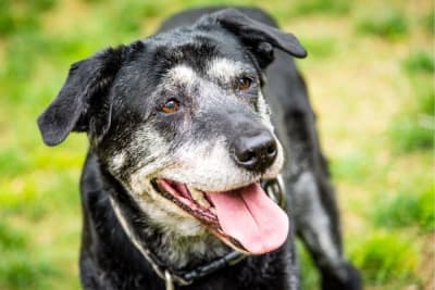 Dental Care for Senior Dogs Dental Care for Senior Dogs