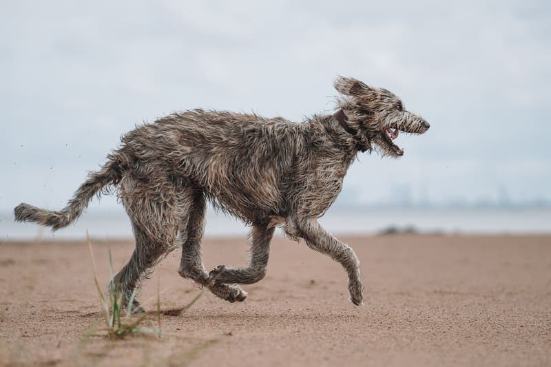 ACL Injuries & Surgery for Dogs ACL Injuries & Surgery for Dogs