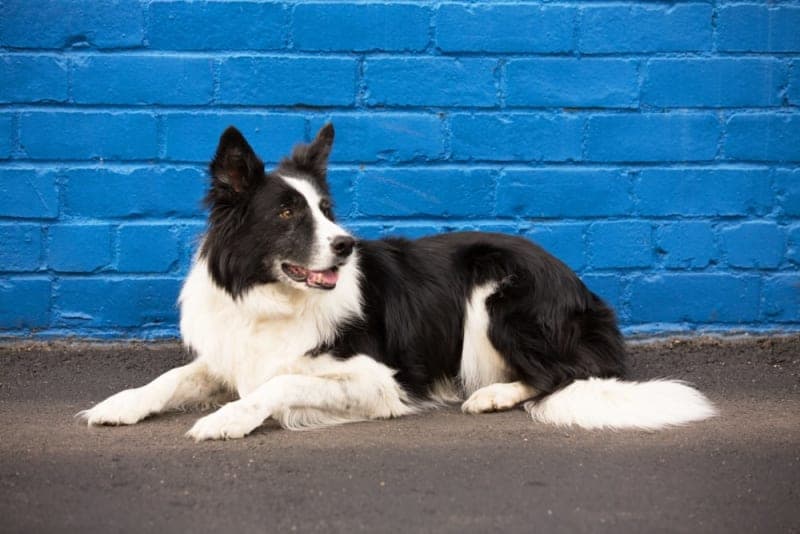 Cavities in Dogs: Symptoms, Causes & Treatments Cavities in Dogs: Symptoms, Causes & Treatments