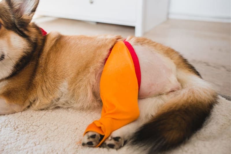 ACL Surgery for Dogs - Cruciate Surgery ACL Surgery for Dogs - Cruciate Surgery