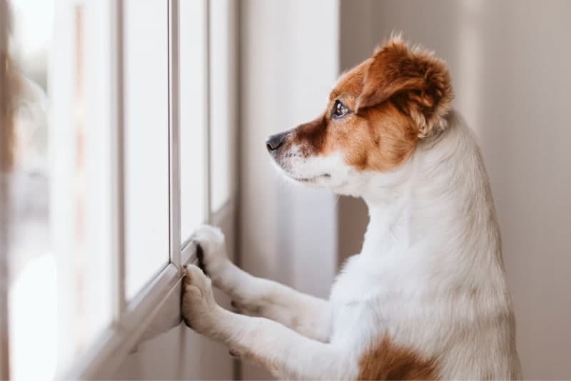 Leaving a Puppy Alone at Home for the First Time: How to Prepare? Leaving a Puppy Alone at Home for the First Time: How to Prepare?