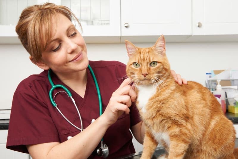 Laser Spay or Traditional Spay Laser Spay or Traditional Spay