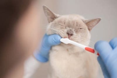 Cat Teeth Cleaning: How to Clean Cat's Teeth Cat Teeth Cleaning: How to Clean Cat's Teeth