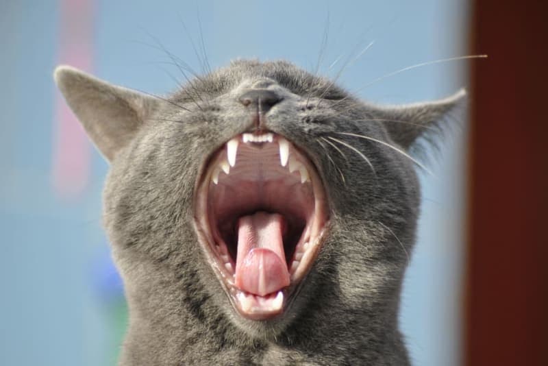 Tooth Resorption in Cats Tooth Resorption in Cats
