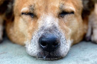 Senior Dog Nose Dripping: Causes, Care & Comfort Senior Dog Nose Dripping: Causes, Care & Comfort
