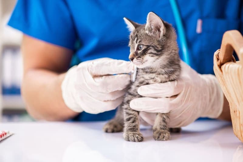 Kitten's First Vet Visit Checklist Kitten's First Vet Visit Checklist