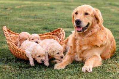 C-Section for Dogs: Everything You Should Know C-Section for Dogs: Everything You Should Know