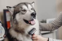 How to Groom an Aggressive Dog How to Groom an Aggressive Dog