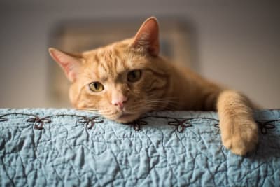 Seasonal Allergies in Cats and How to Handle Them Seasonal Allergies in Cats and How to Handle Them