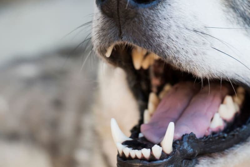 Fractured Teeth in Dogs Fractured Teeth in Dogs