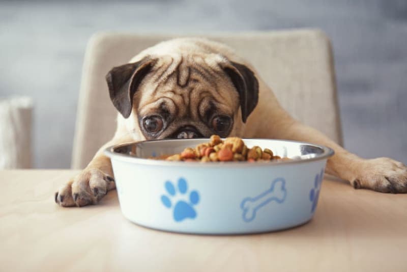 Best Dry Dog Foods for Small Dogs Best Dry Dog Foods for Small Dogs